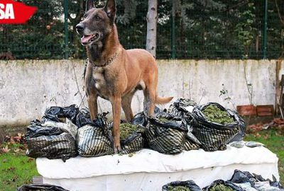 Narkotik köpeği Alfa’dan bingo