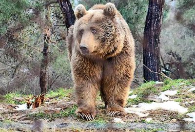 Bursa’da ayılar kış uykusunu unuttu