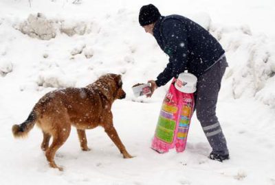 Sahipsiz hayvanlara yiyecek bırakıldı