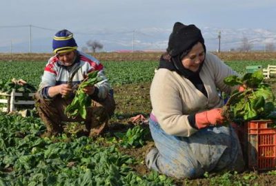 Sofraların vazgeçilmezleri mutfağımıza bakın nasıl giriyor