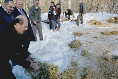 Dağdaki hayvanlara belediyeden yiyecek