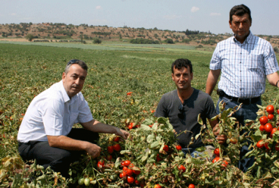 Domates üreticisi fiyattan memnun değil