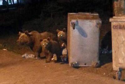 Bursa’da aç kalan ayılar çöplere dadandı