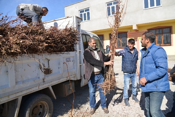 Diyarbakır’da 15 Bin Haneye 30 Bin Meyve Fidanı Dağıtıldı