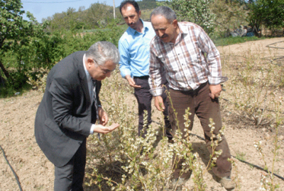 Yaban mersini yeni gelir kapısı