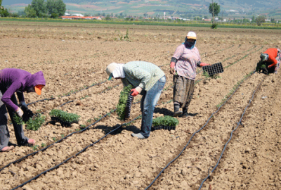 Biber çimleri toprakla buluşuyor