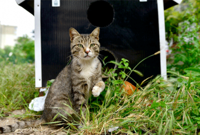 Bursa kedi evleri ile donatılıyor