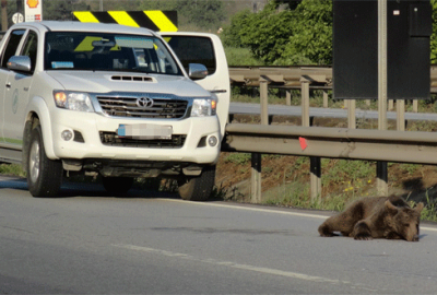 Trafik kazasında yaralanan yavru ayı tedavi altında