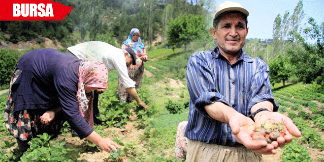 Dağ çileğini Mayıs yağmuru vurdu