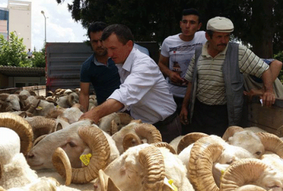 Büyükorhanlı yetiştiriciye damızlık koç dağıtımı