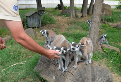 Bursa’da lemurların yavru sevinci