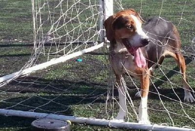 Bursa’da kale ağlarına dolanan köpeği kurtarma operasyonu