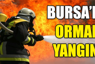 Bursa’da orman yangını!