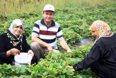 Nilüfer organik çilek ve enginarın merkezi oluyor