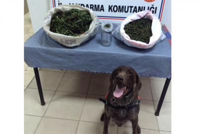 Bursa’da narkotik köpeği ‘Varis’ 7 kilo esrar buldu