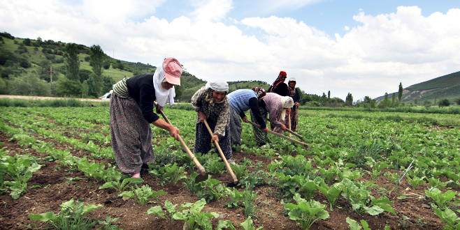 Türk çiftçisinde Rusya sevinci
