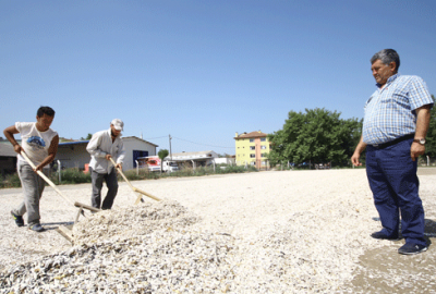 Yenişehir’de ayçiçeği hasadı başladı