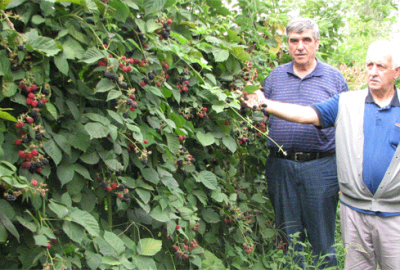 Ahududu böğürtlen üreticileri dertli