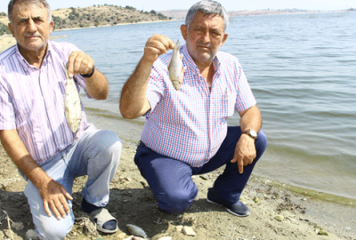 Boğazköy’de balık ölümü