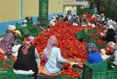 Kulaca’dan Hollanda’ya 800 ton acı biber salçası