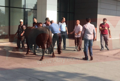 Bursa’da kaçan boğa AVM’ye sığındı