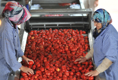 Bursa’da domatesin salçaya yolculuğu başladı