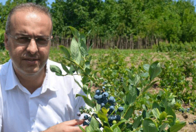 Yaban mersini yeni kazanç kapısı