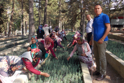 Dağ yöresi için 110 bin fidan