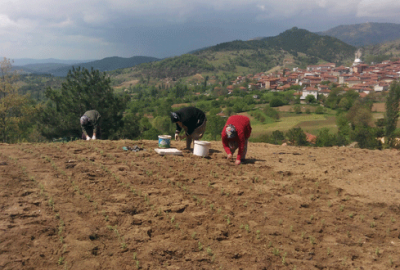 Tıbbi ve aromatik bitki üretimi yaygınlaşıyor