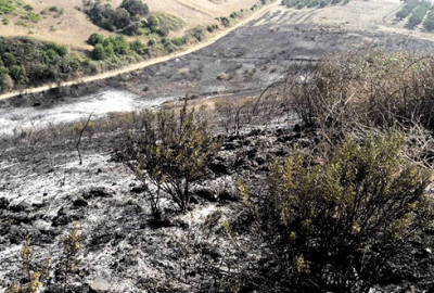 Mudanya sahilinde korkutan yangın