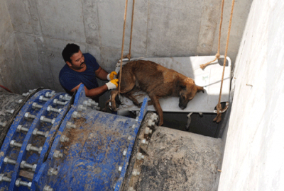 Bursa’da kuyuya düşen köpek için seferberlik