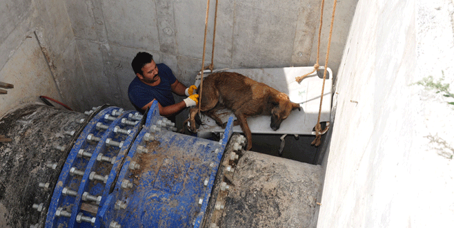 Bursa’da kuyuya düşen köpek için seferberlik