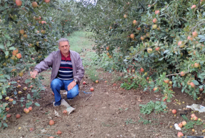 Elma üreticisi umduğunu bulamadı