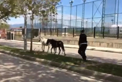 Bursa’da polisin sahipsiz at mesaisi