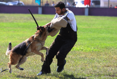 Alman çoban köpekleri sokak hayvanları için yarıştı