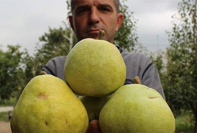 Bu armutların bir tanesi 4 kişiyi doyuruyor