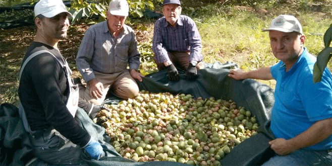 Ceviz üretiminde rekor artış