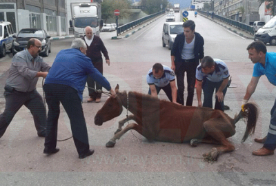 Bursa’da yol ortasında yığılan at iki şeridi kapattı