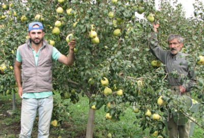 Deveci armudunda hasat zamanı