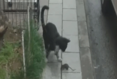 Tom ve Jerry böyle gerçek oldu…