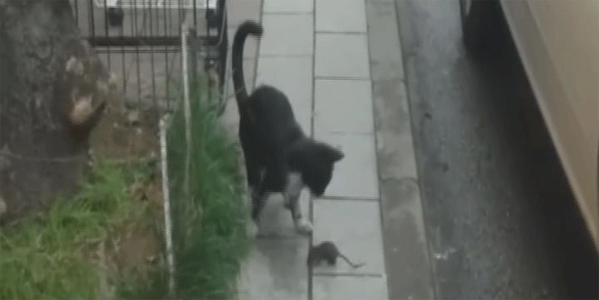 Tom ve Jerry böyle gerçek oldu…