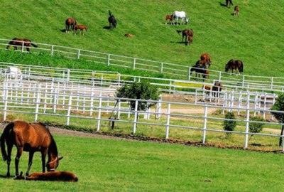 Karacabey Harası’nda çocuklar için ortak proje