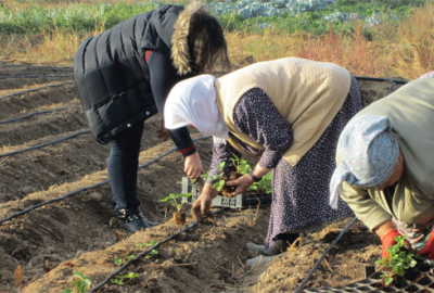 Büyükorhanlı çiftçiye tarımsal yenilik projesi