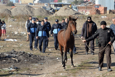 Bursa’da sahipsiz at ve baraka operasyonu