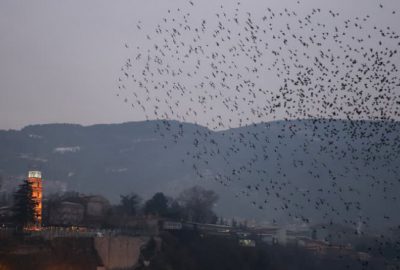 Bursa’da sığırcıkların dansı