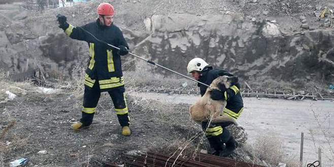 İnşaat demirleri arasına sıkışan köpek kurtarıldı