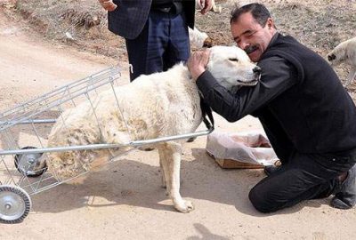 Yürüyemeyen köpeğe pazar arabasından yürüteç yaptı