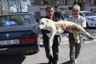 Pazar arabasından yürüteç yapılan ‘Kostak’a yardım eli