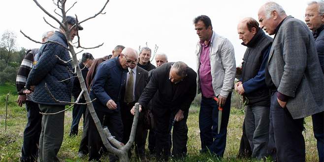 Bursalı incir üreticilerine budama eğitimi