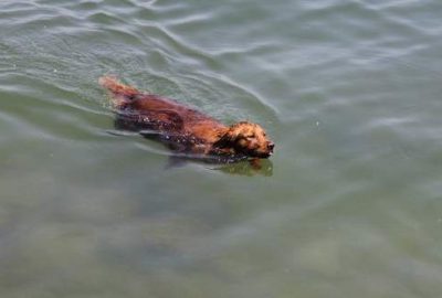 Sıcaktan bunalan köpek, kendini denize attı